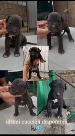 Pitbull