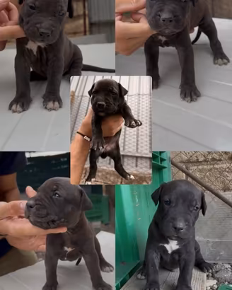 Pitbull