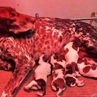 Kurzhaar (bracco tedesco) cuccioli di 2 mesi