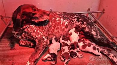 Kurzhaar (bracco tedesco) cuccioli di 2 mesi