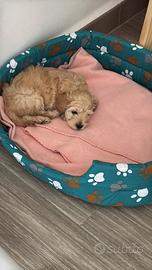 Maltipoo maschio