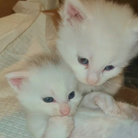 Maine coon white maschietti
