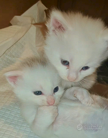 Maine coon white maschietti