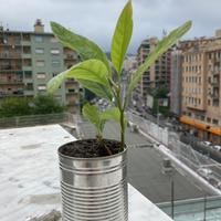Pianta avocado