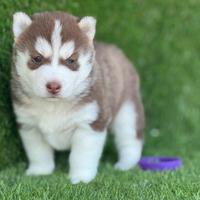 Husky