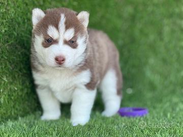 Husky