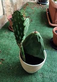 Pianta di fico d'india