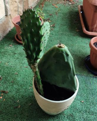 Pianta di fico d'india