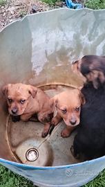 Cuccioli metà Rottweiler