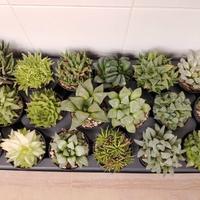 Piante grasse collezione