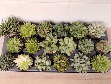Piante grasse collezione