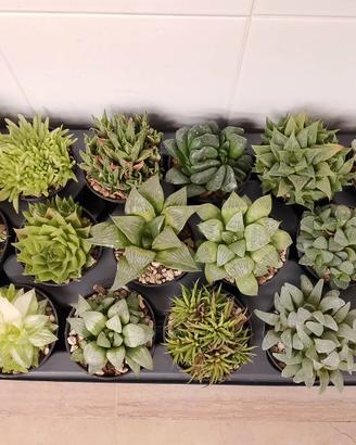 Piante grasse collezione