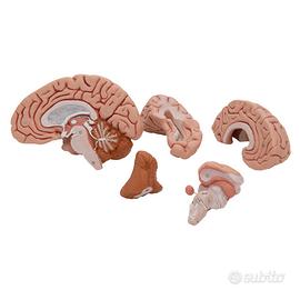 Cervello 3b scientific 5 parti C18