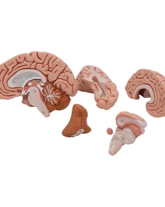 Cervello 3b scientific 5 parti C18