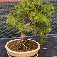 Bonsai Cedro del Libano 