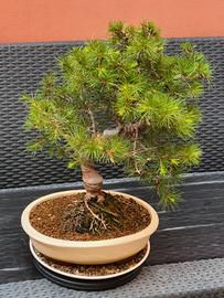 Bonsai Cedro del Libano 