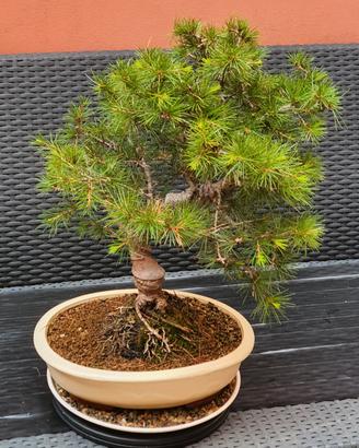 Bonsai Cedro del Libano 