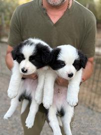 Vendiamo cuccioli border collie con  pedegree