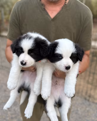 Vendiamo cuccioli border collie con  pedegree