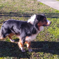 Pastore Australiano per monta