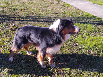 Pastore Australiano per monta