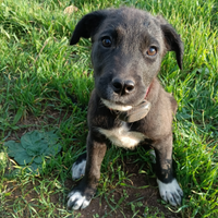 Cagnoline trovatelle