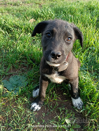 Cagnoline trovatelle