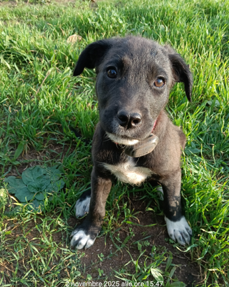 Cagnoline trovatelle