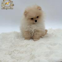 Esclusivo cucciolo Spitz di Pomerania