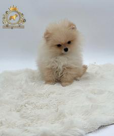 Esclusivo cucciolo Spitz di Pomerania