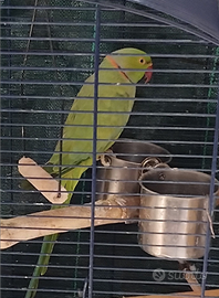 Parrocchetto dal collare