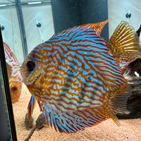 Discus