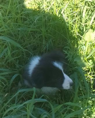 Cuccioli border collie