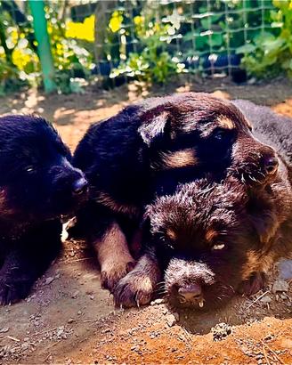 Disponibili cuccioli di Pastore Tedesco PURI