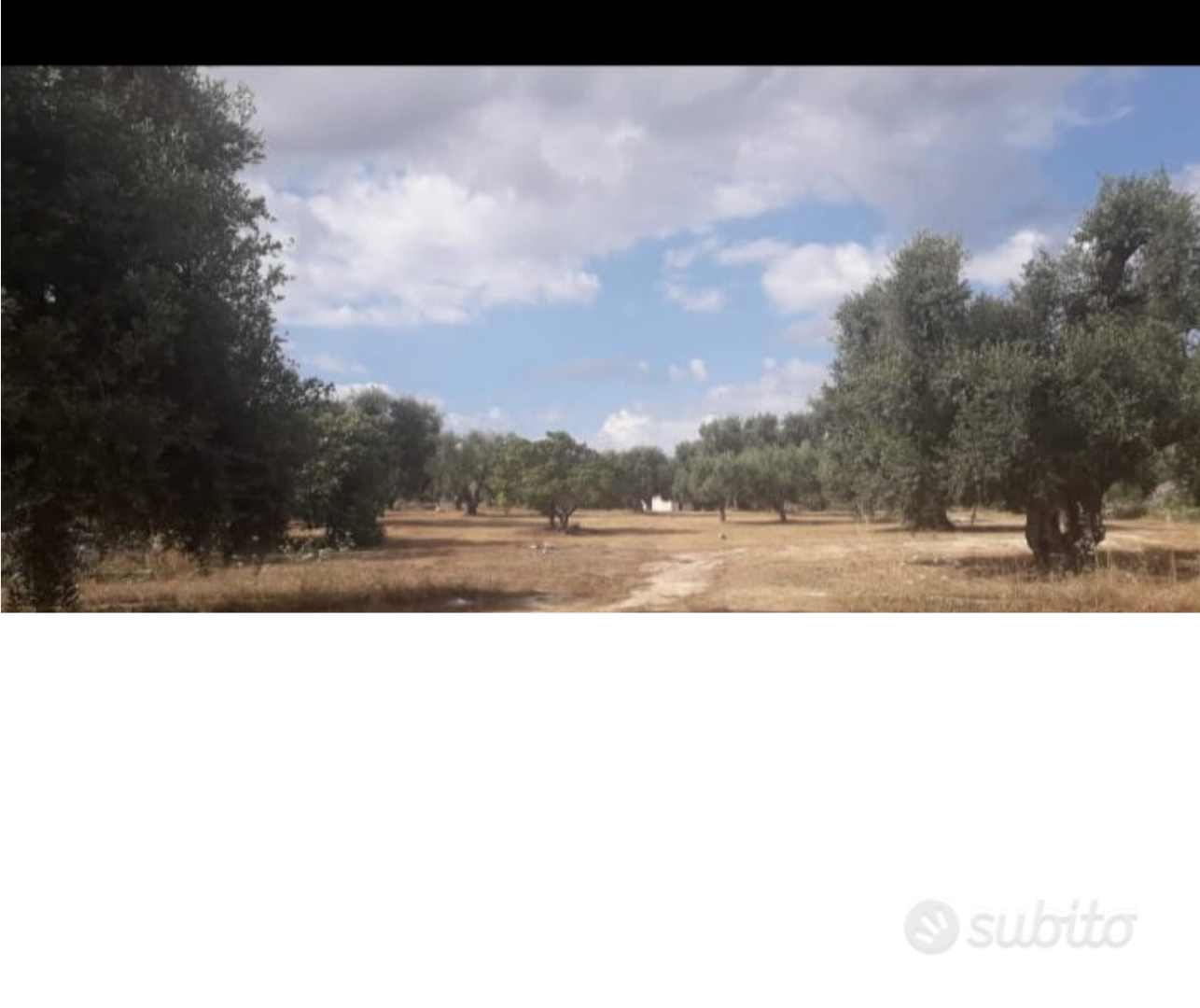 Alberi d'ulivo - Vista 5