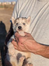 Siberian Husky con pedigree
