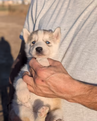 Siberian Husky con pedigree