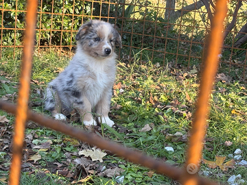 Cuccioli di pastore australiano