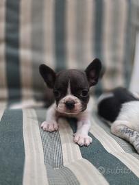 bulldog francese 