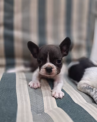 bulldog francese 