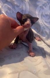 Sphynx maschio pedigree