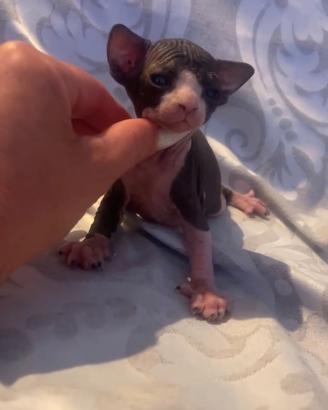 Sphynx maschio pedigree