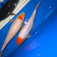 Carpa koi tancho