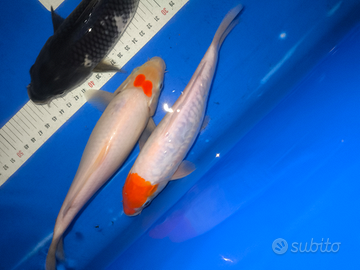 Carpa koi tancho