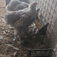 Maschi di cocincina gigante