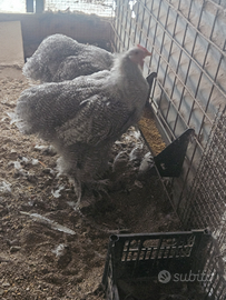 Maschi di cocincina gigante