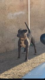 Pitbull