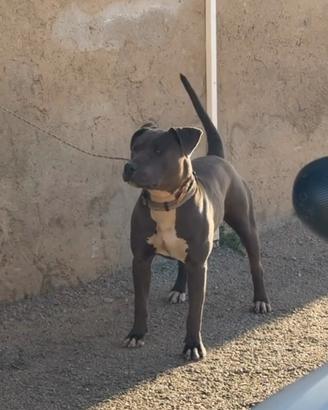 Pitbull