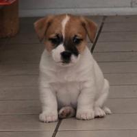 Jack Russell Terrier