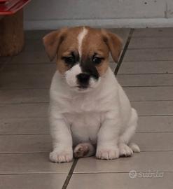 Jack Russell Terrier